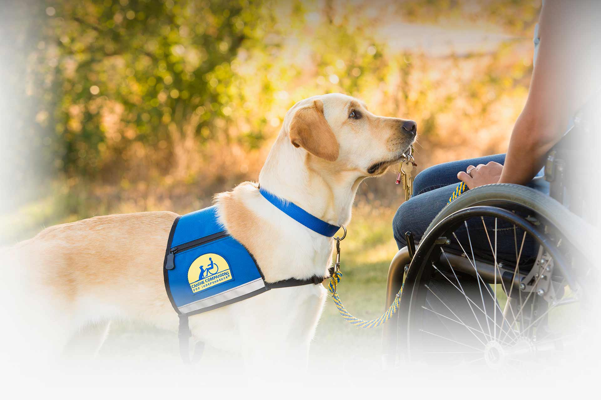 cci dogs canine companions canine companions for independence cci dogs canine companions canine companions for independence